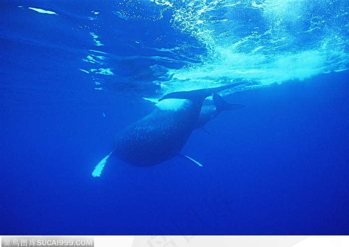 海中生物-海水中两只鲸鱼