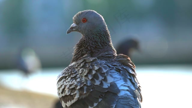 鸽子, 鸟, 羽毛