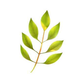 叶子绿叶免抠