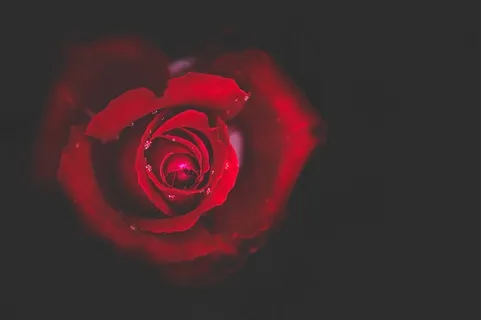 玫瑰花上的露珠素材