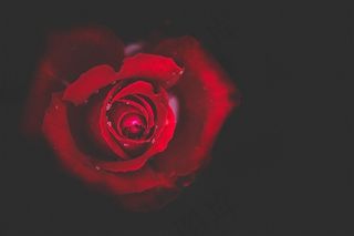 玫瑰花上的露珠素材