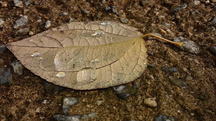 风景 露水 素材拍摄 (163)