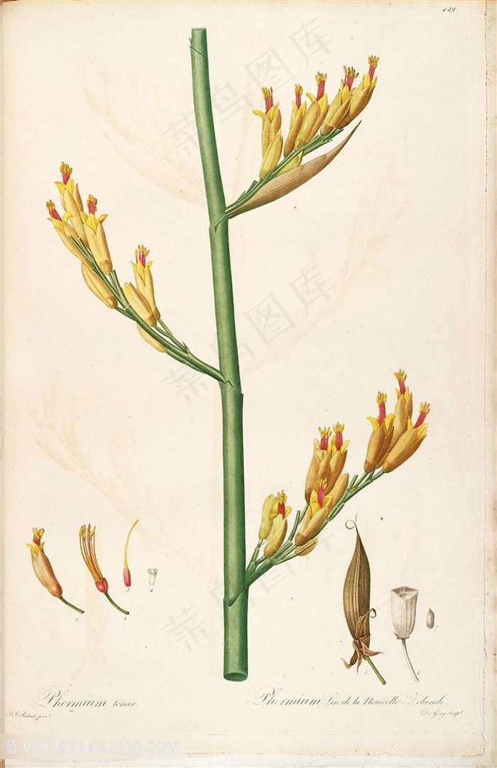 雷杜德原版高清花草嫩芽复古图谱素材