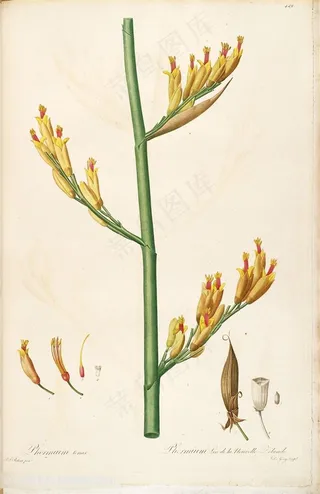 雷杜德原版高清花草嫩芽复古图谱素材