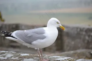 可爱观赏鸽图片