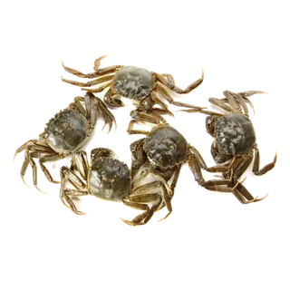 螃蟹(23)海鲜超市商品红酒白底图免抠实物摄影png格式图片透明底