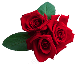 玫瑰 红色 红玫瑰 玫瑰花 花朵 鲜花特写 免抠