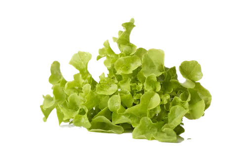 生菜 (20)超市商品白底图免抠实物摄影png格式图片透明底