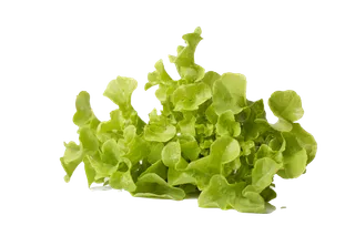 生菜 (20)超市商品白底图免抠实物摄影png格式图片透明底