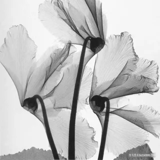 透明树枝艺术插画