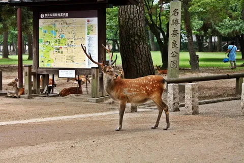 日本奈良小鹿图片