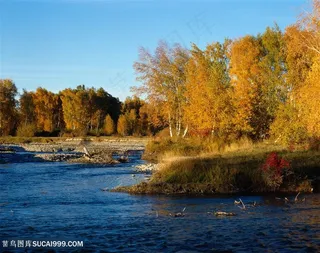 湖畔大树风景画