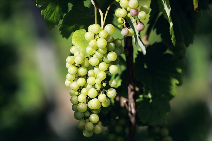 美味绿色葡萄串图片