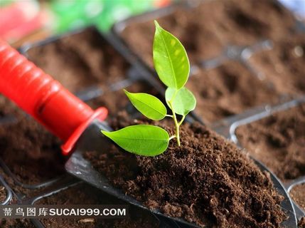 园林种植系列 - 在红色铲子上的泥土和叶子