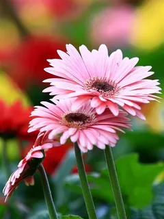 靓丽的非洲菊花卉写真图片