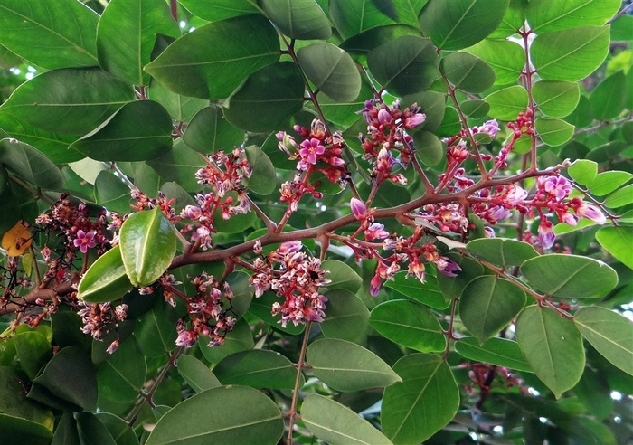 树上的杨桃花