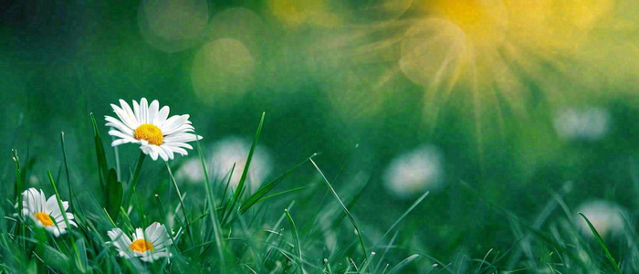 夏至夏天向阳菊花草地立夏小暑摄影图(1680x720)