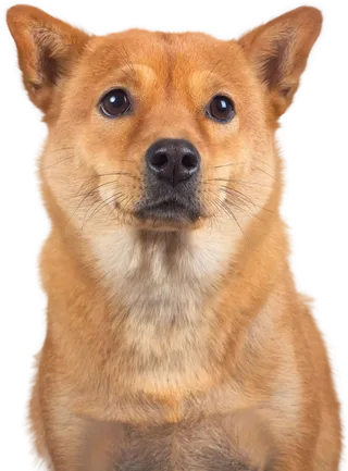 免扣素材实物狗狗摄影