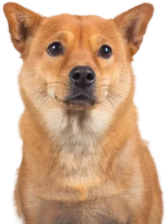 免扣素材实物狗狗摄影 免扣素材实物狗狗摄影