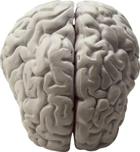 大脑 PNG免抠(642x699)