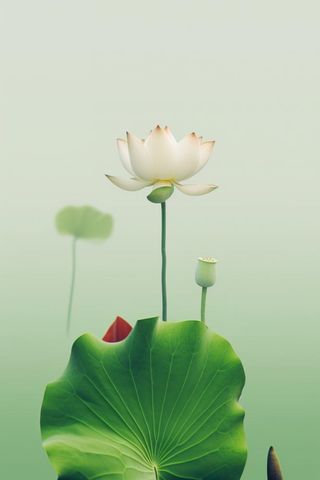 简约清新莲花背景