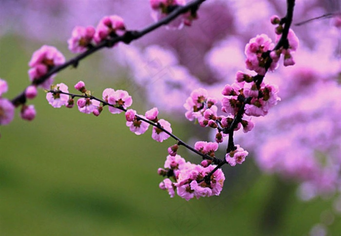 桃林中的桃花枝