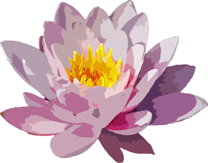 夏至    花 花的 植物 自然 植物学 