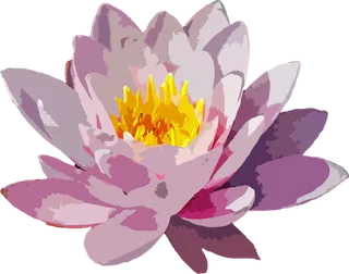 夏至    花 花的 植物 自然 植物学 