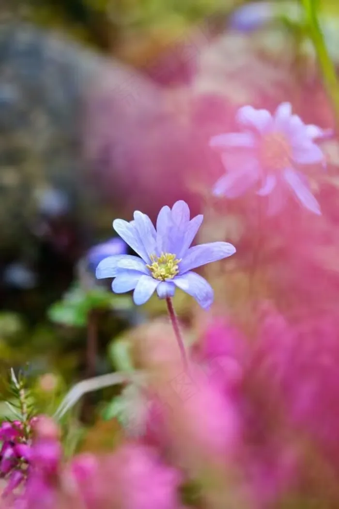 美丽的花朵图片