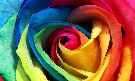 大朵彩色玫瑰花