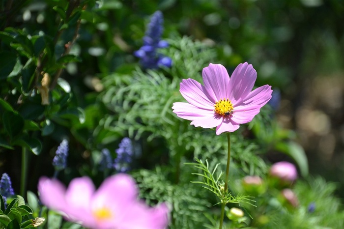 春季的粉色花朵