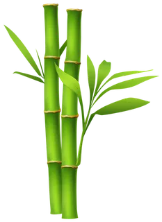 PNG 绿色竹子  PNG 绿色竹子