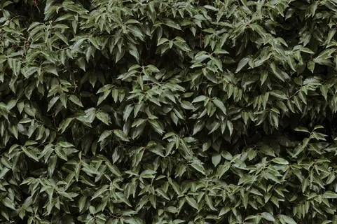 鲜绿色叶子背景图片 鲜绿色叶子背景图片