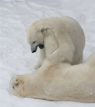两头打闹的北极熊图片