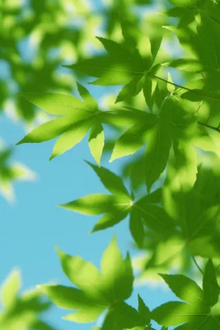 阳光树叶透光图