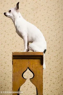 高清木凳上吉娃娃狗狗图片