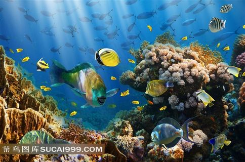 海洋生物图片素材