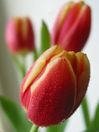 春天红色郁金香图片