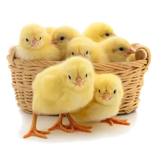 鹌鹑蛋 (超市商品白底图免抠实物摄影png格式图片透明底055