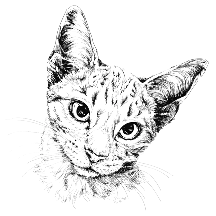 小猫线条简笔