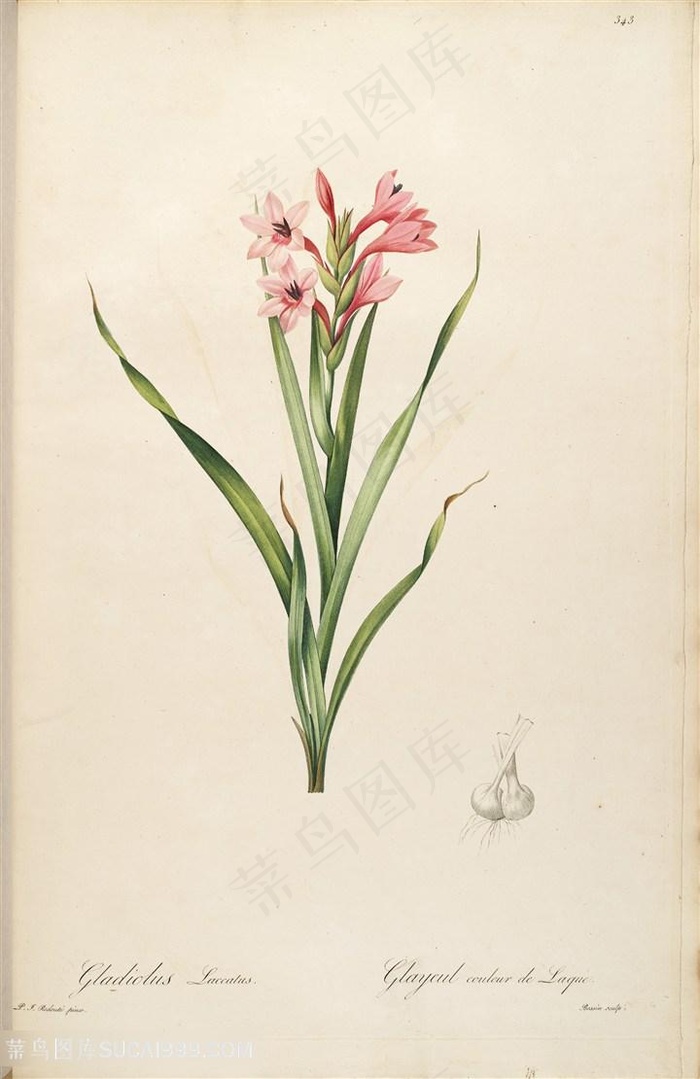 雷杜德原版高清唯美花卉复古图谱素材