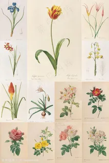 16张手绘插画雷杜德*花卉集合 16张手绘插画雷杜德*花卉集合