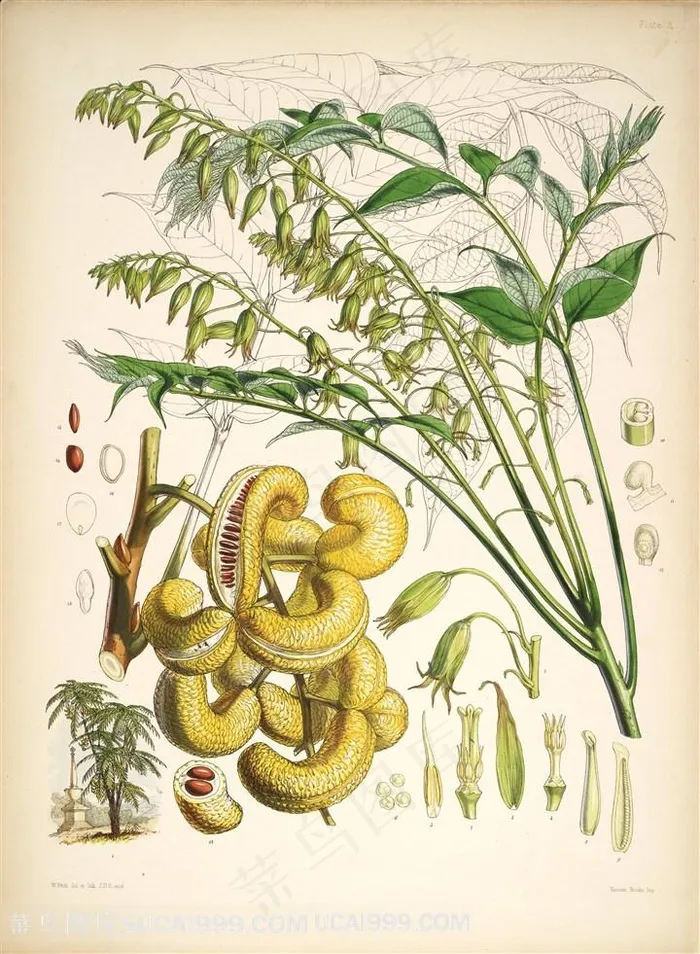 高清唯美树枝花卉插画