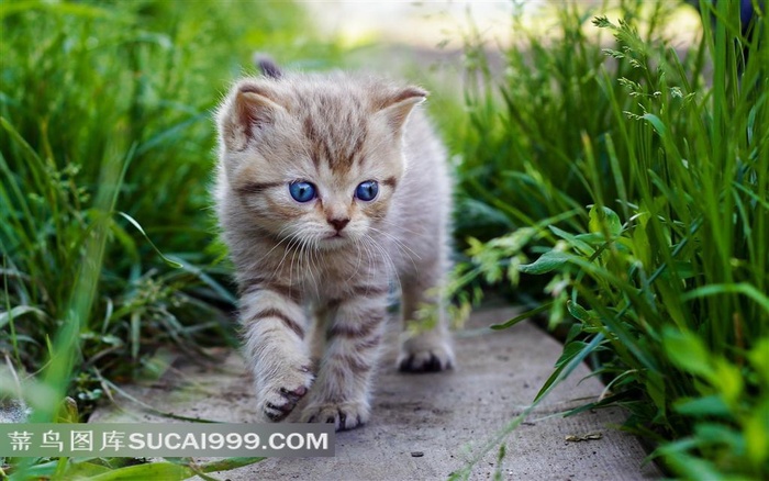 可爱猫咪高清图片