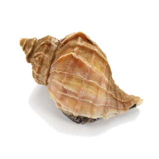 螺贝类带壳类(60)海鲜超市商品红酒白底图免抠实物摄影png格式图片透明底