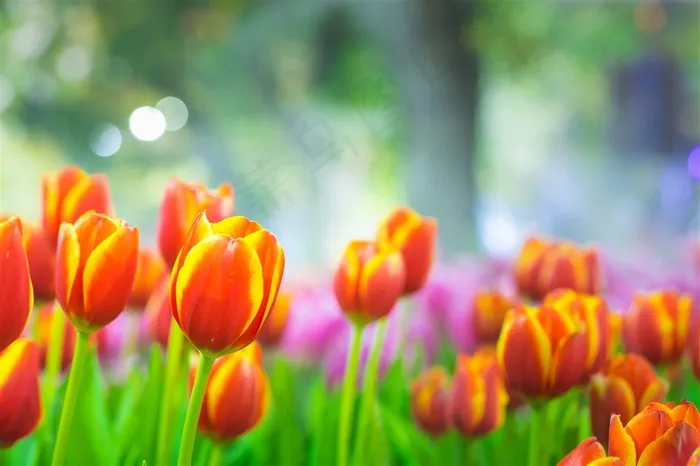 黄色郁金香花海鲜花图片