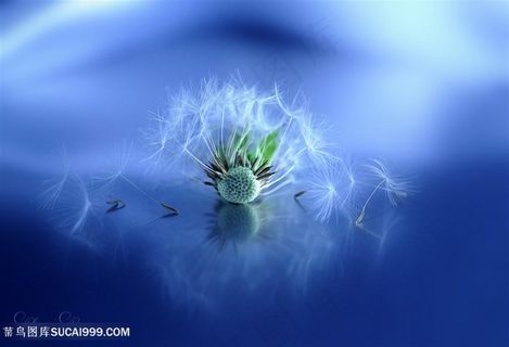 高清唯美蒲公英微距摄影鲜花图片