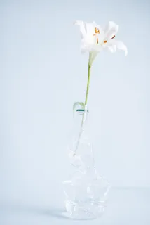 白色纯洁百合摄影素材