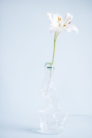 白色纯洁百合摄影素材