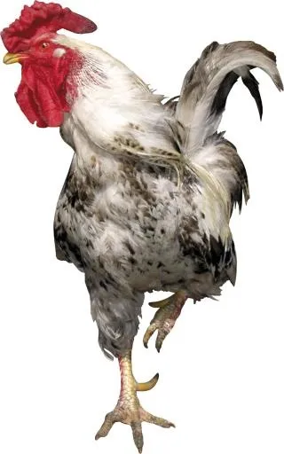 公鸡 PNG免抠